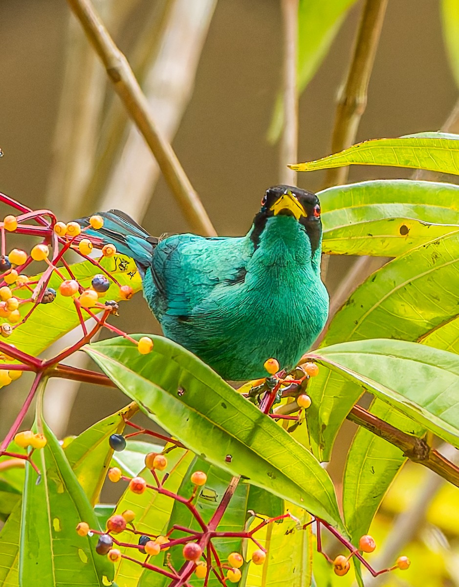 Kappennaschvogel - ML647869259