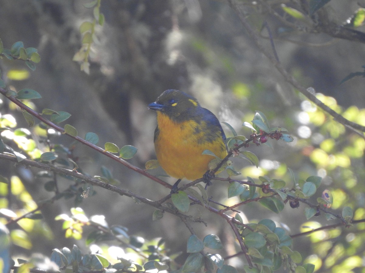 Tränenbergtangare - ML647869261