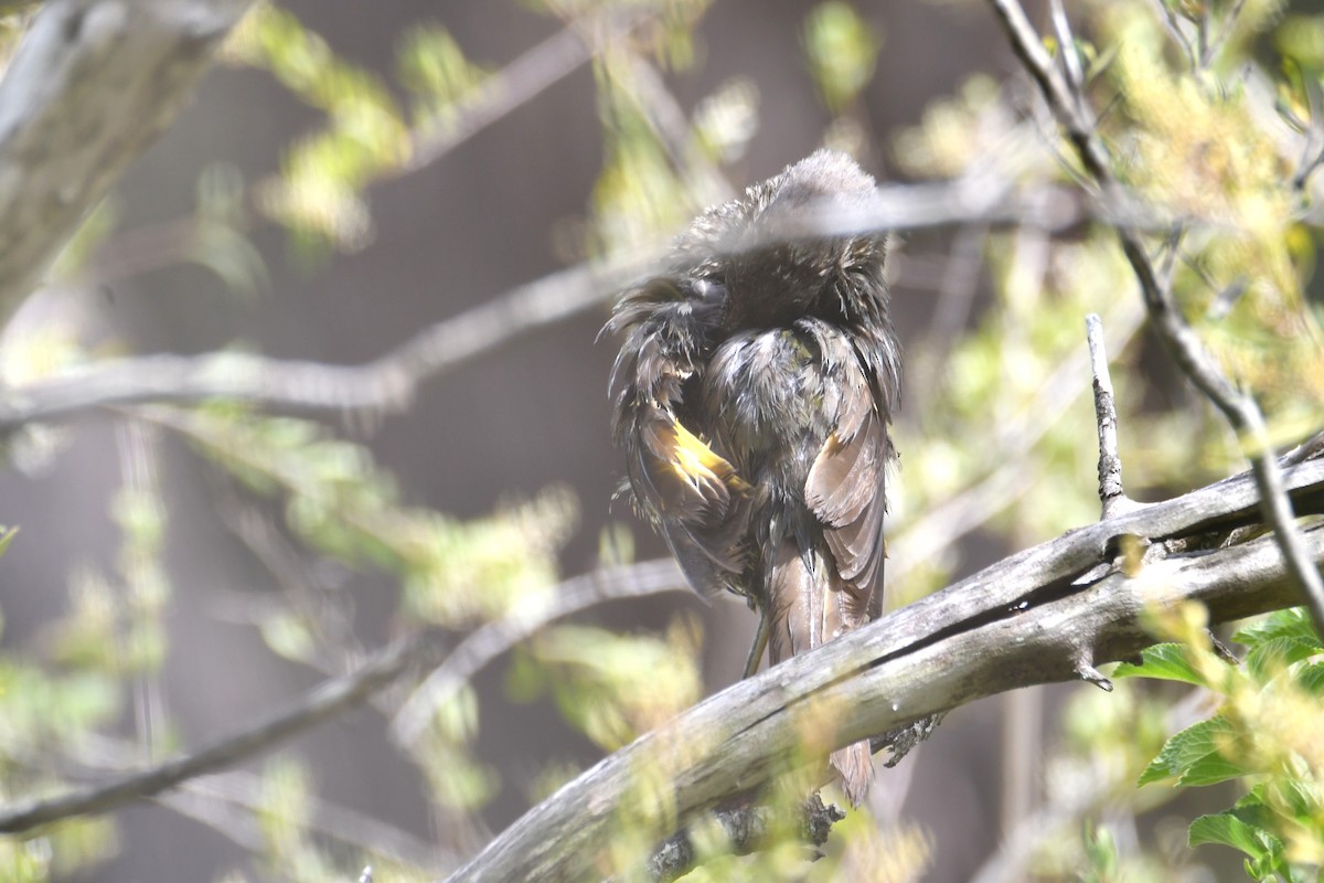 Seidenlaubenvogel - ML647869262