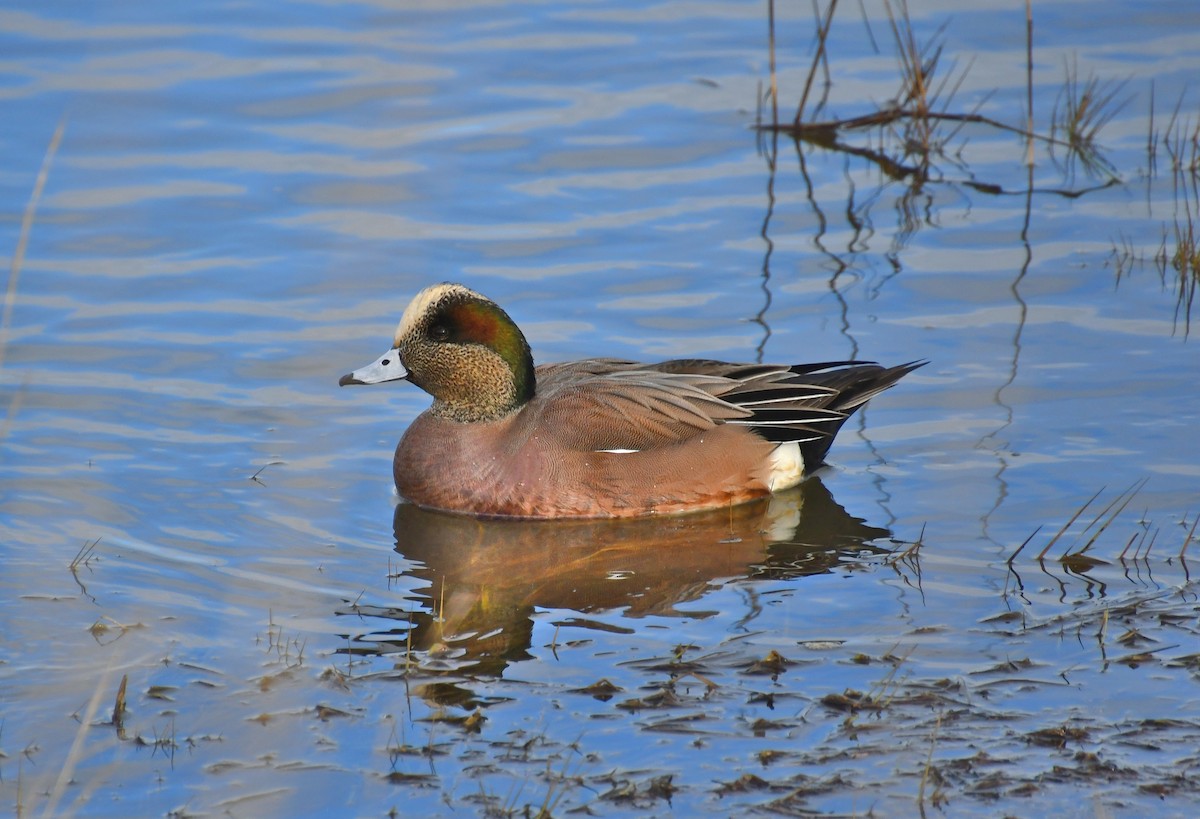 Kanadapfeifente - ML647869263