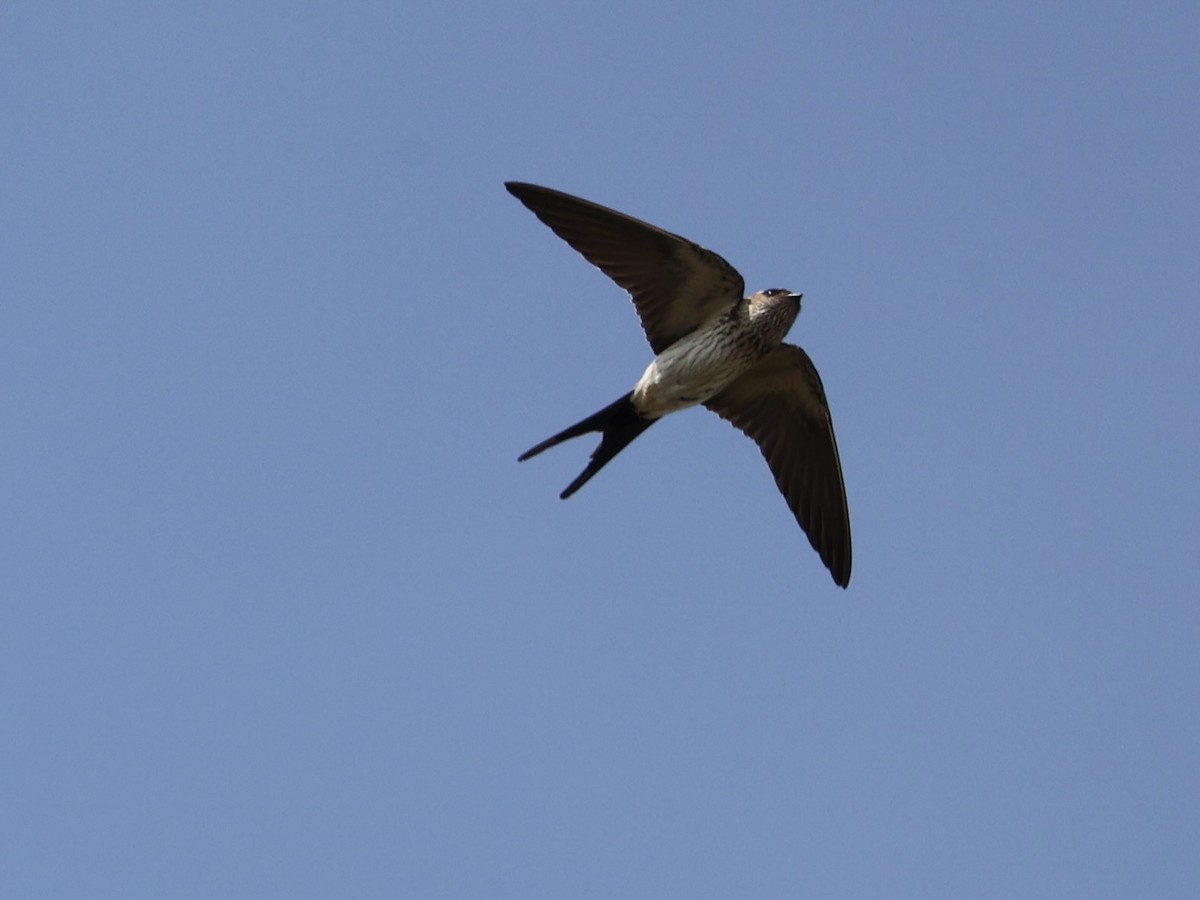 Strichelrötelschwalbe - ML647869265