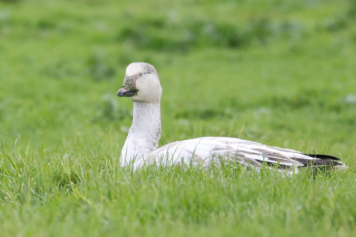 Schneegans - ML647869268