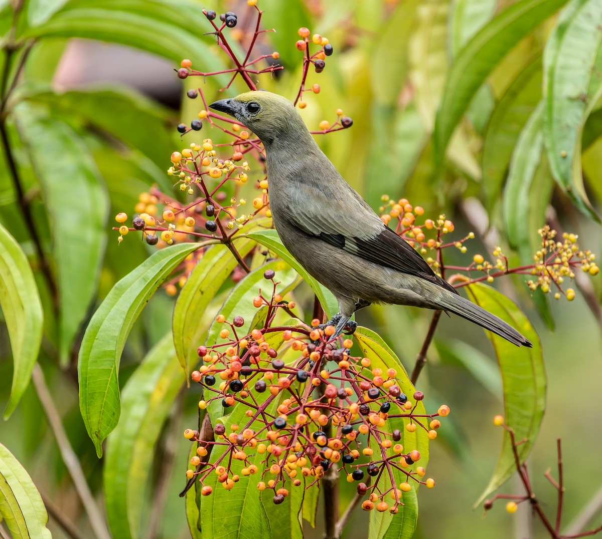 Palmentangare - ML647869269