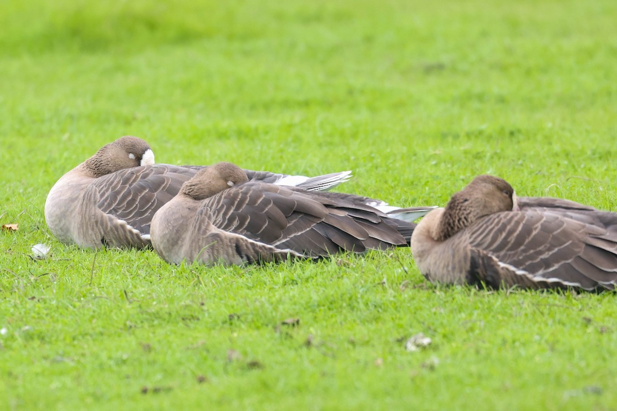 Blässgans - ML647869272