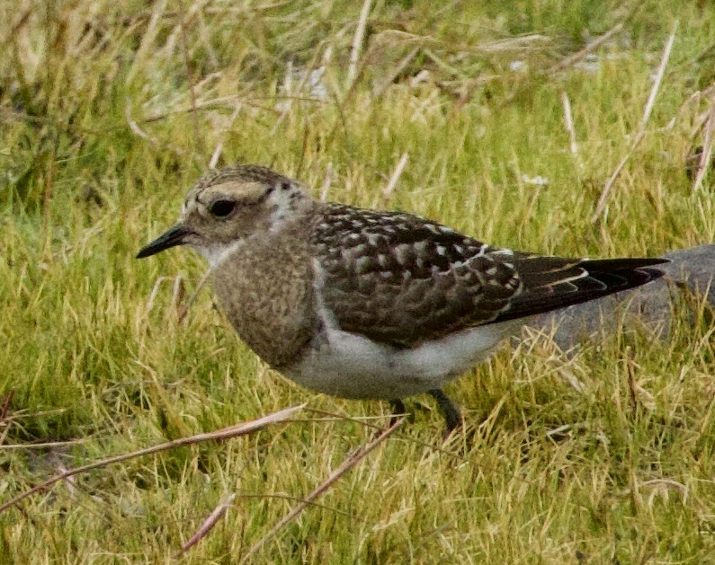 Bairdstrandläufer - ML647869273