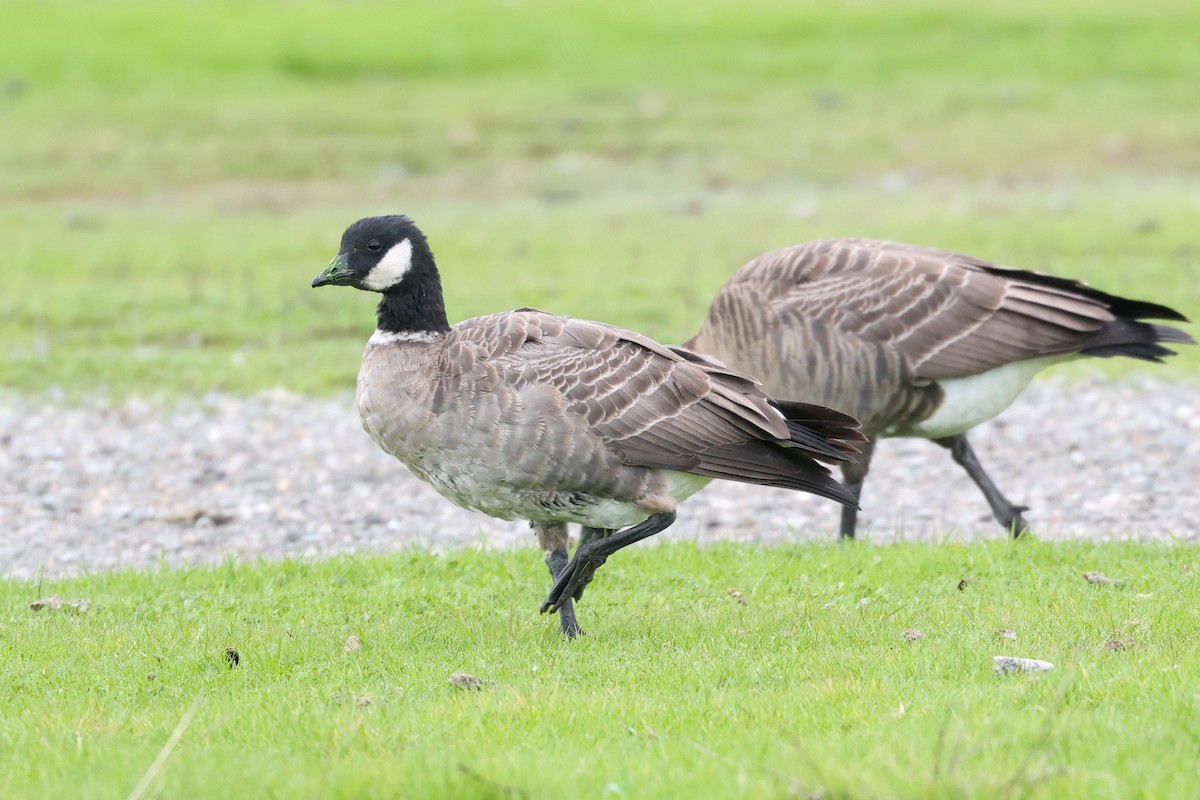 Zwergkanadagans (leucopareia) - ML647869275