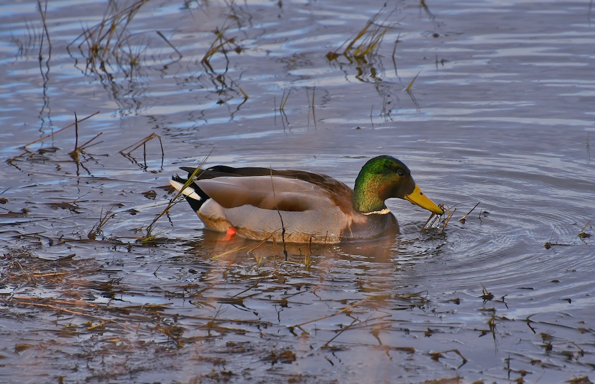 Stockente - ML647869276