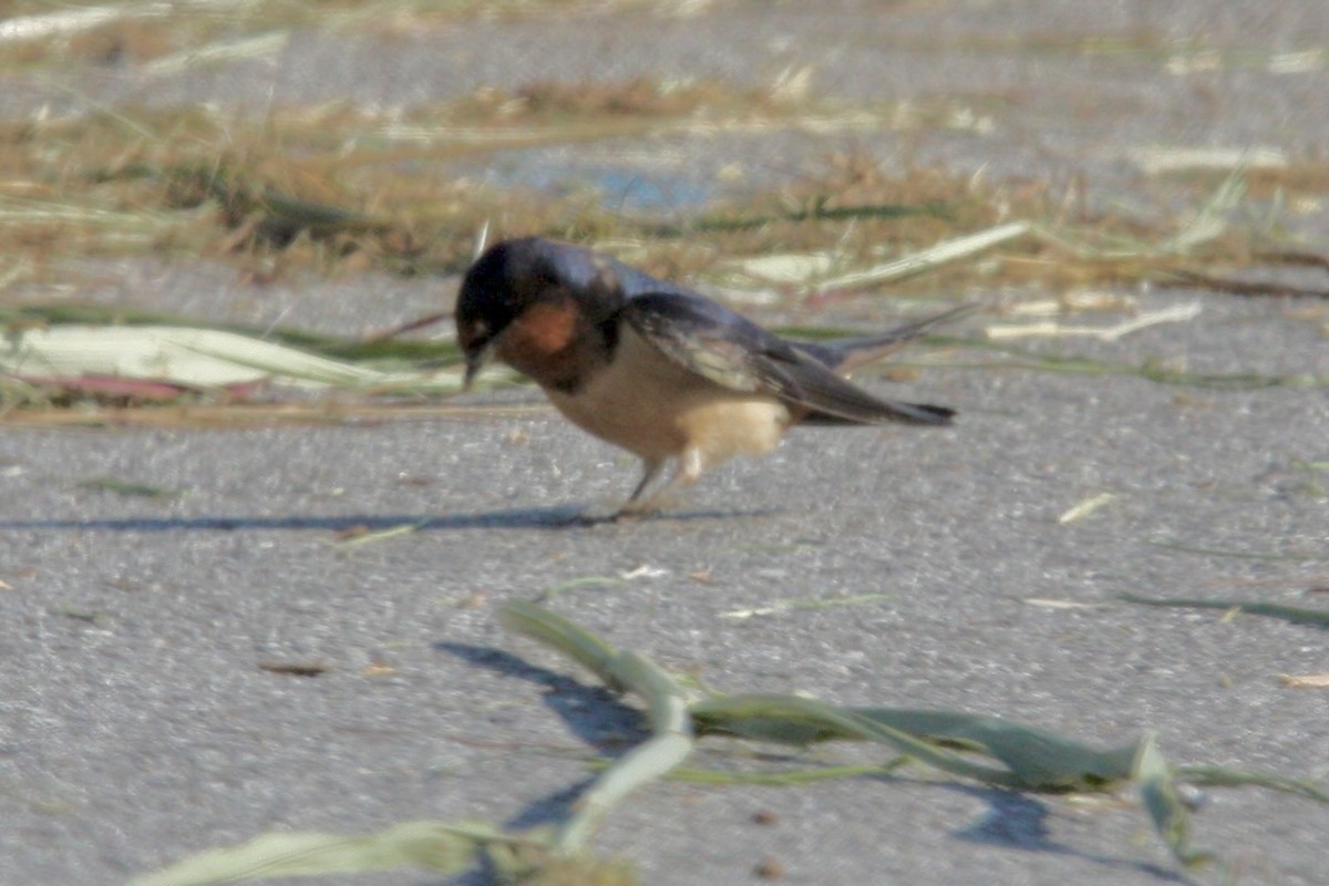 Rauchschwalbe - ML647869277