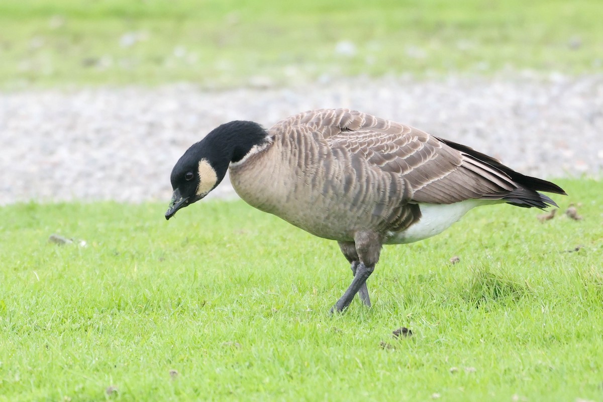 Zwergkanadagans (leucopareia) - ML647869278