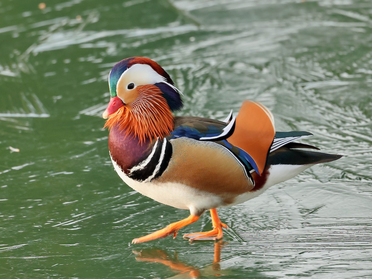 Мандаринка - ML647869281