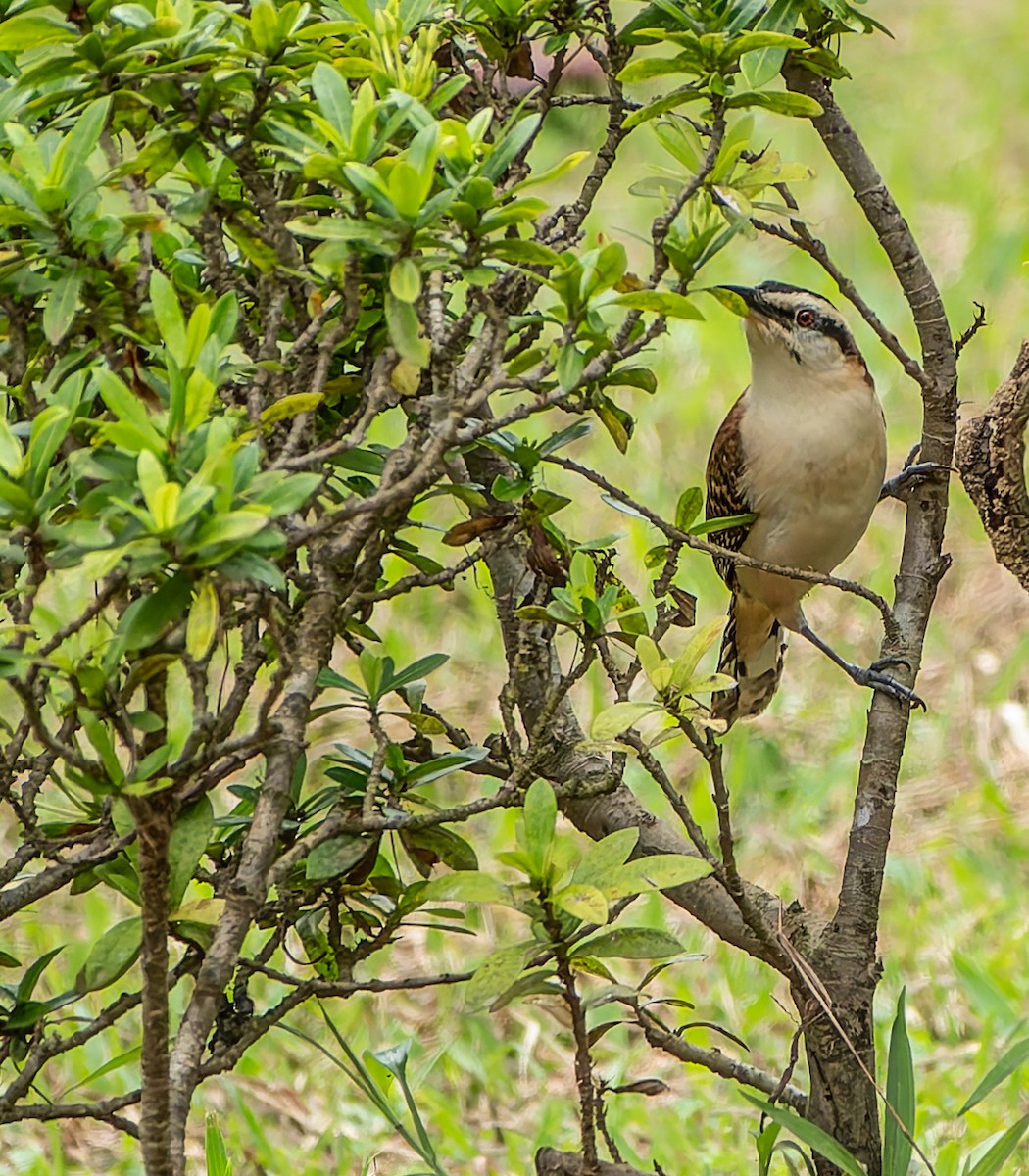Rufous-backed Wren - ML647869283