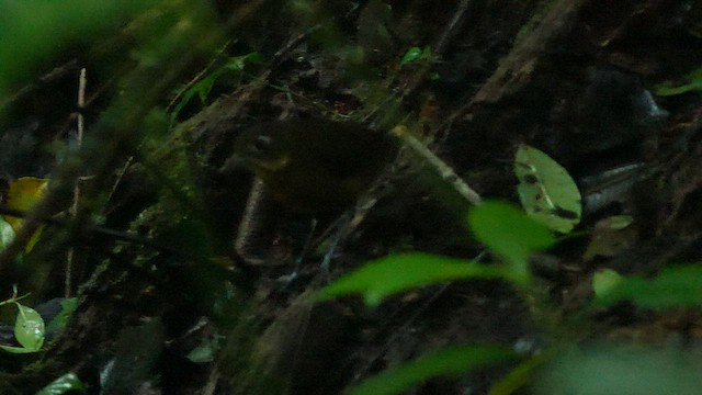 Plain-backed Antpitta - ML647869294