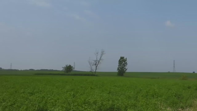 Tree Swallow - ML647869329