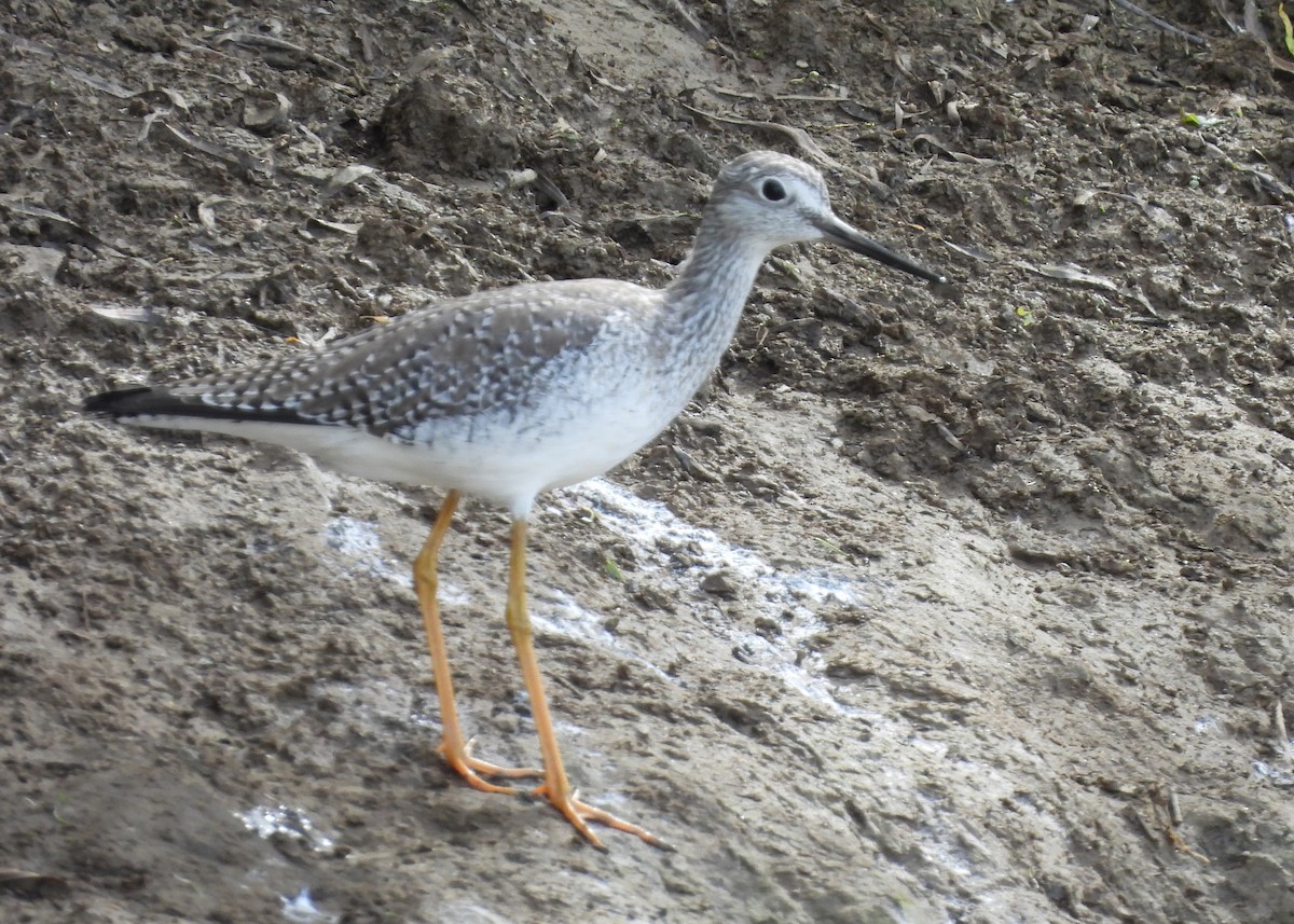 Greater Yellowlegs - ML647869350