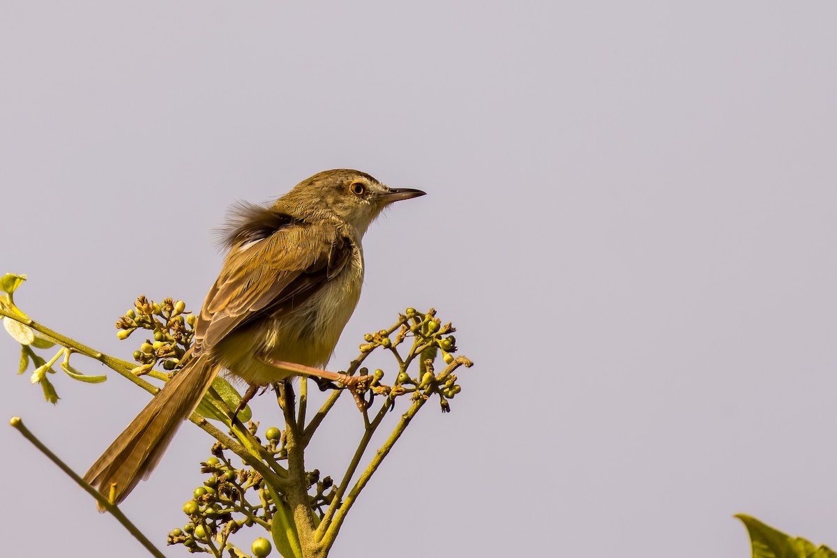 Prinia Sencilla - ML647869362