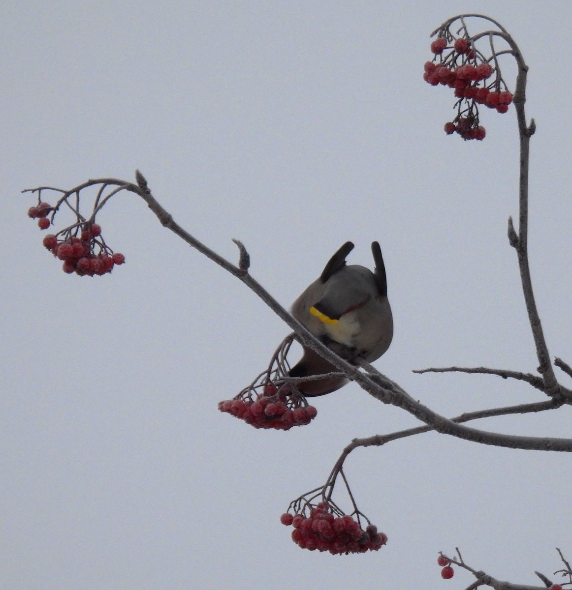 İpekkuyruk - ML647869371