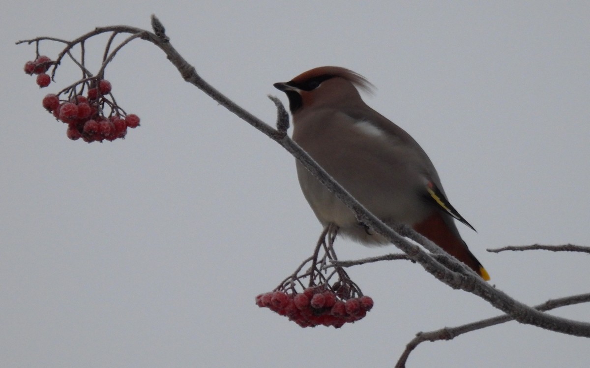 İpekkuyruk - ML647869372