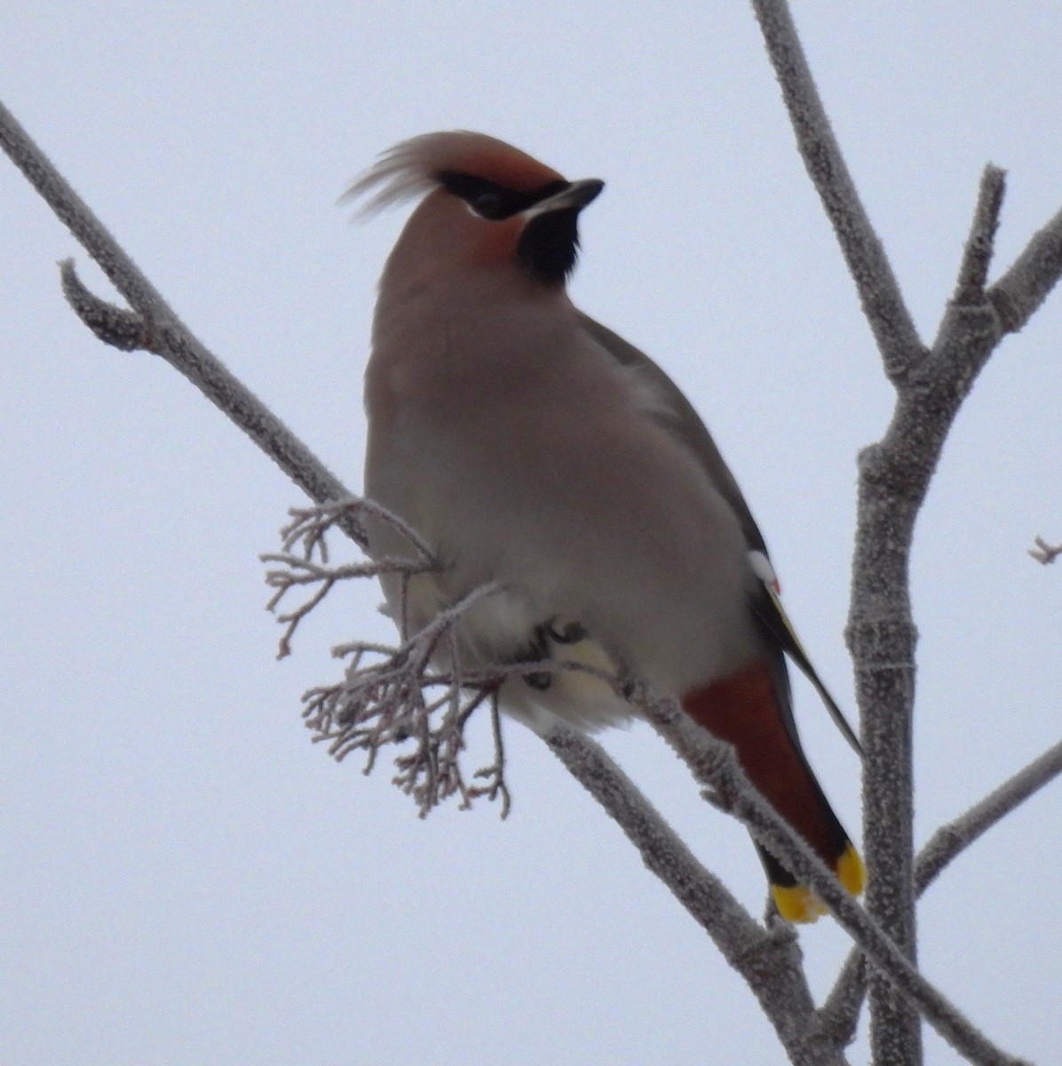 İpekkuyruk - ML647869373