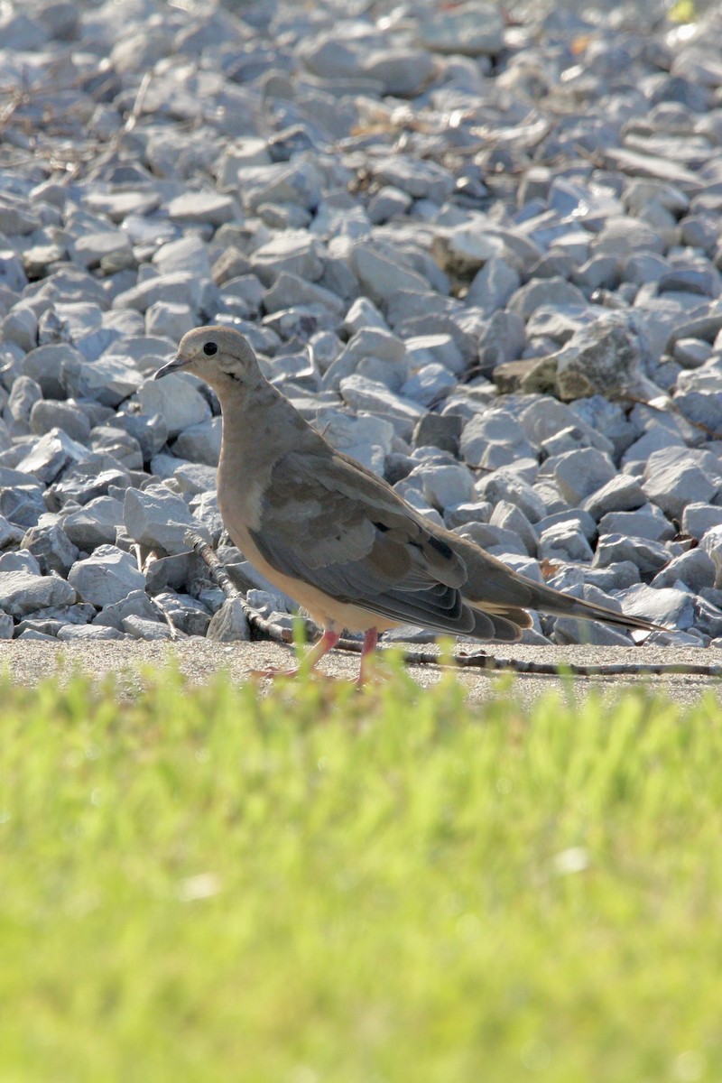 Uzun Kuyruklu Kumru - ML647869384