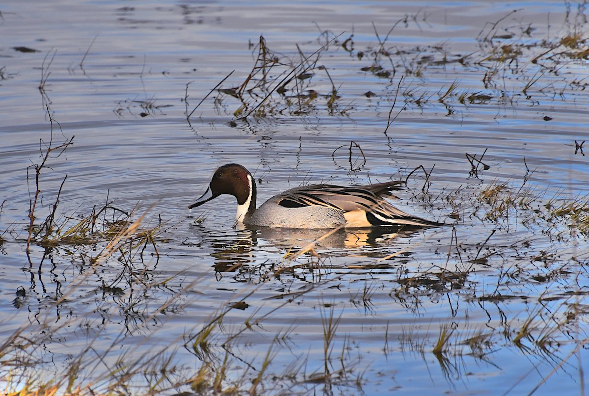 Kılkuyruk - ML647869385