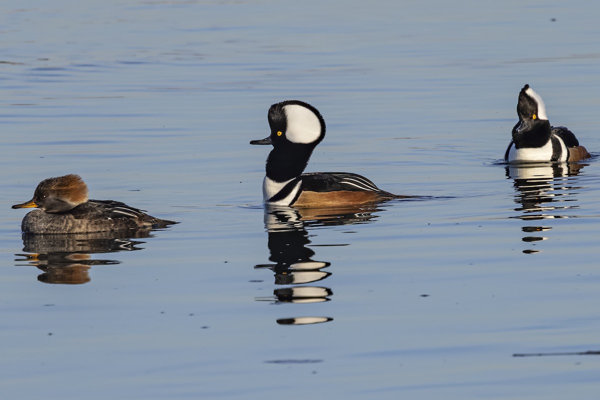 Başlıklı Tarakdiş - ML647869388