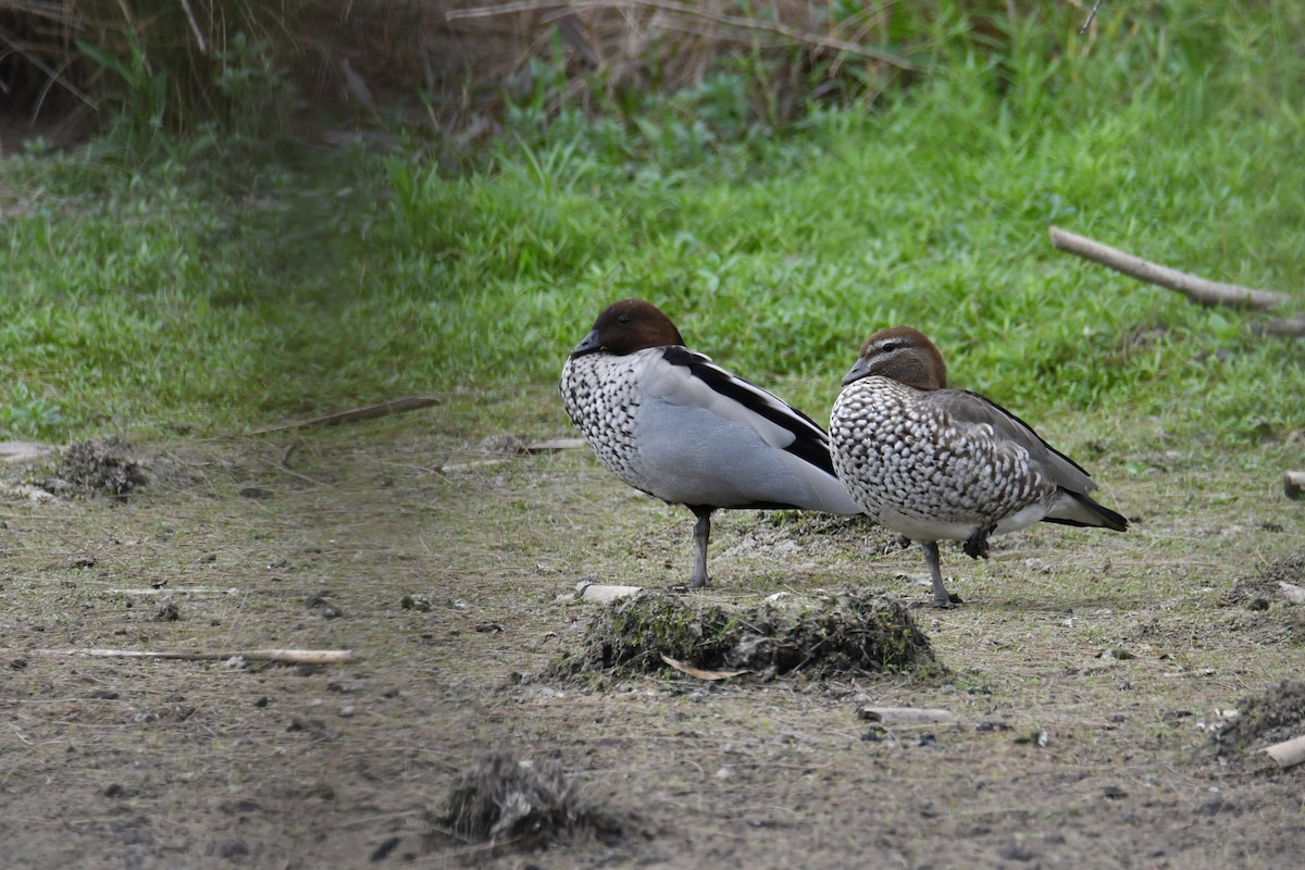 Yeleli Ördek - ML647869390