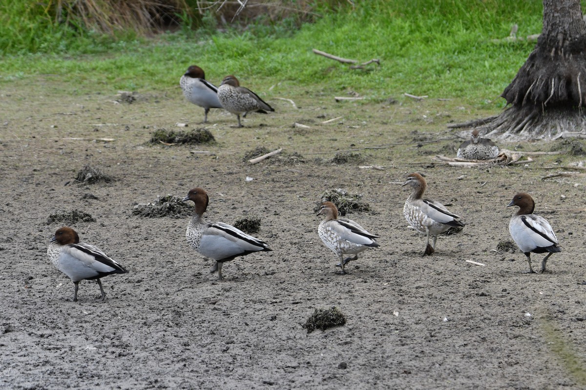 Yeleli Ördek - ML647869391