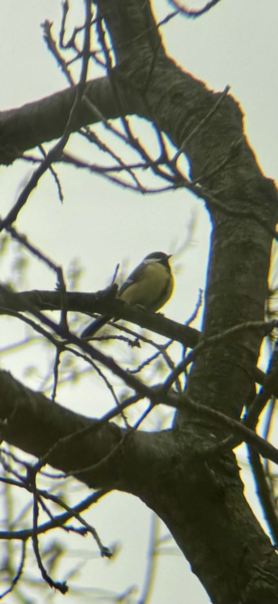 Büyük Baştankara - ML647869392