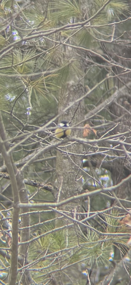 Büyük Baştankara - ML647869393