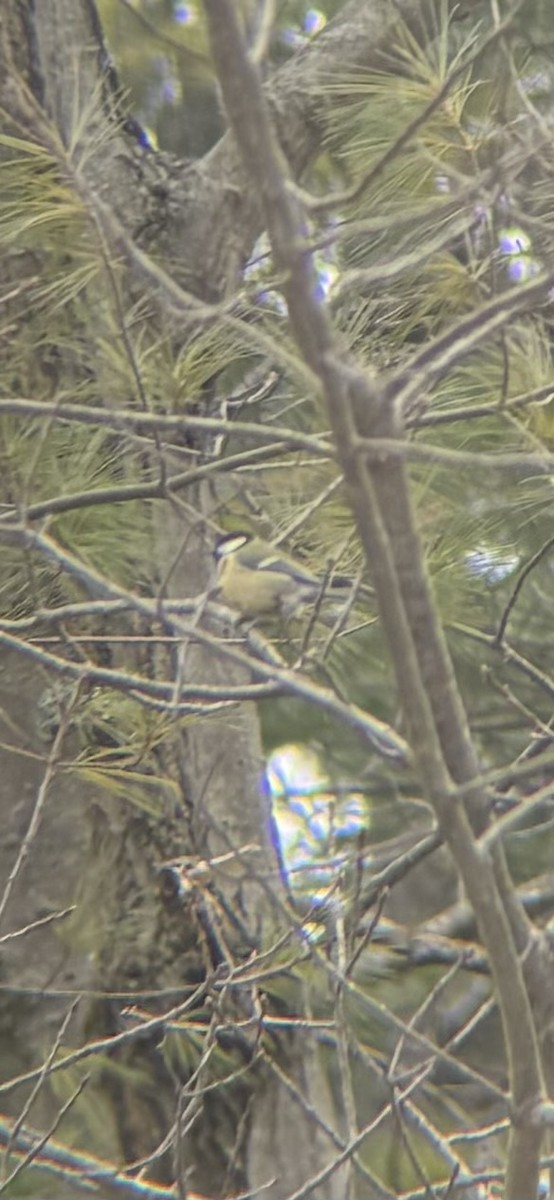 Büyük Baştankara - ML647869394