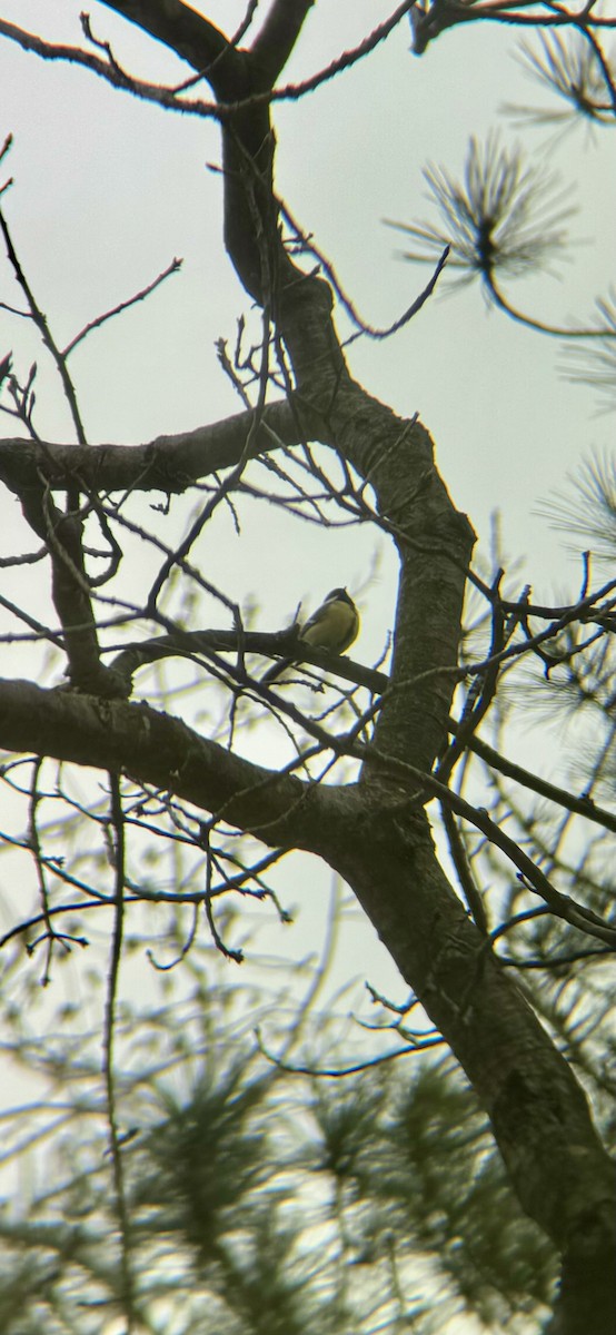 Büyük Baştankara - ML647869395