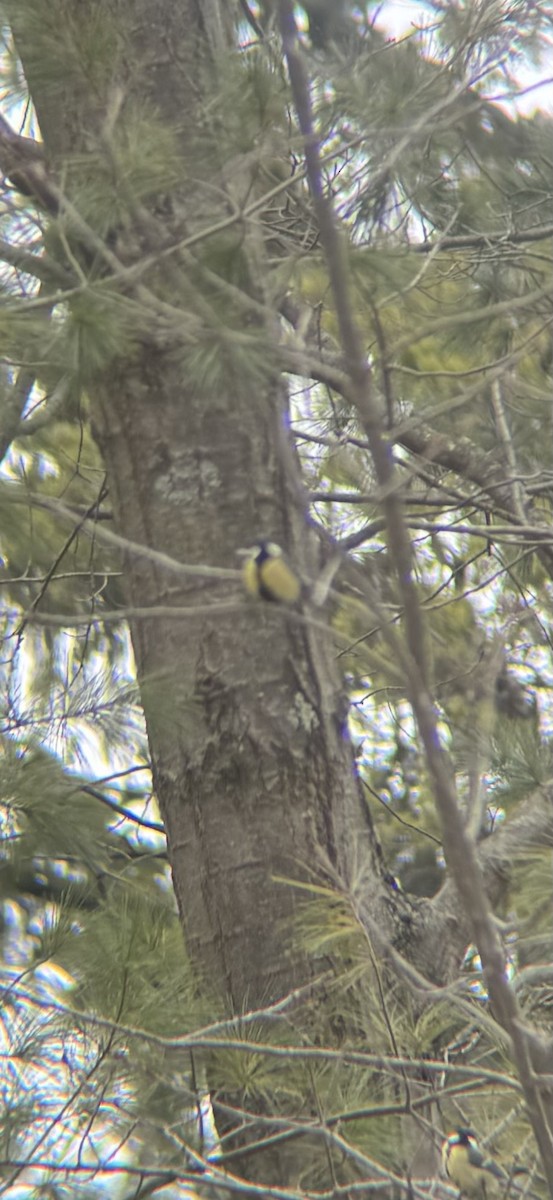 Büyük Baştankara - ML647869396