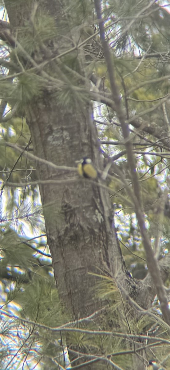 Büyük Baştankara - ML647869397