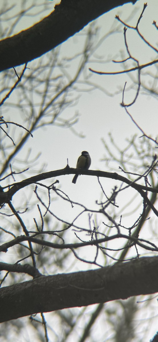 Büyük Baştankara - ML647869398