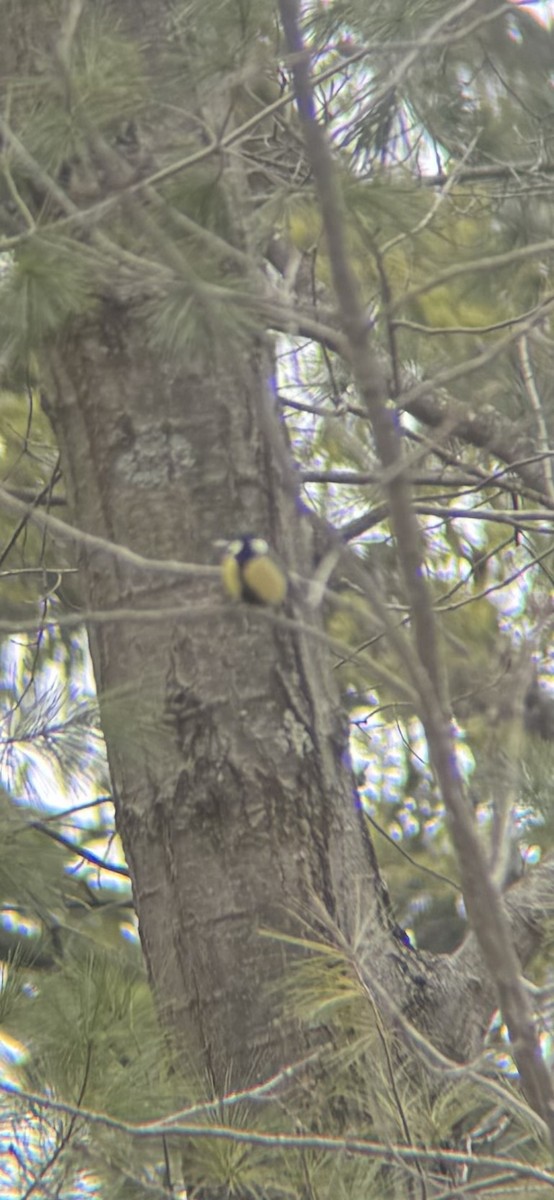 Büyük Baştankara - ML647869399