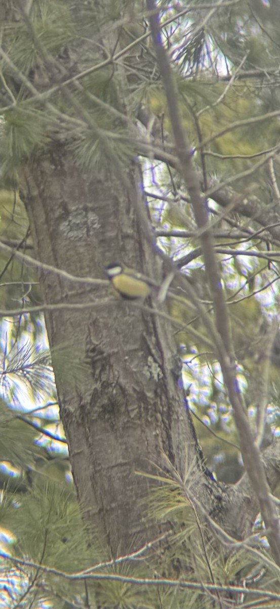 Büyük Baştankara - ML647869400