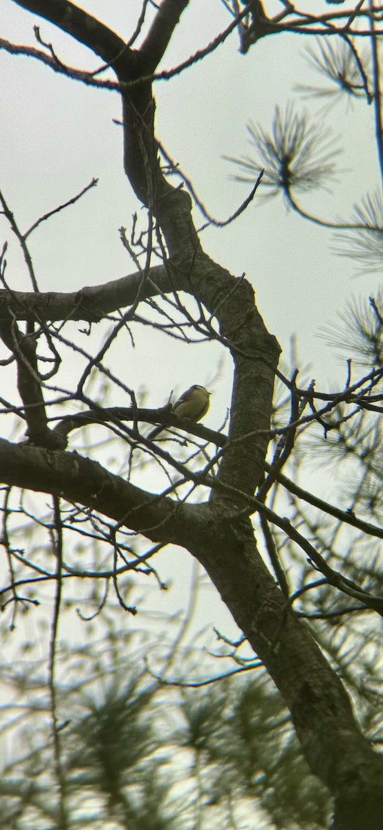 Büyük Baştankara - ML647869402