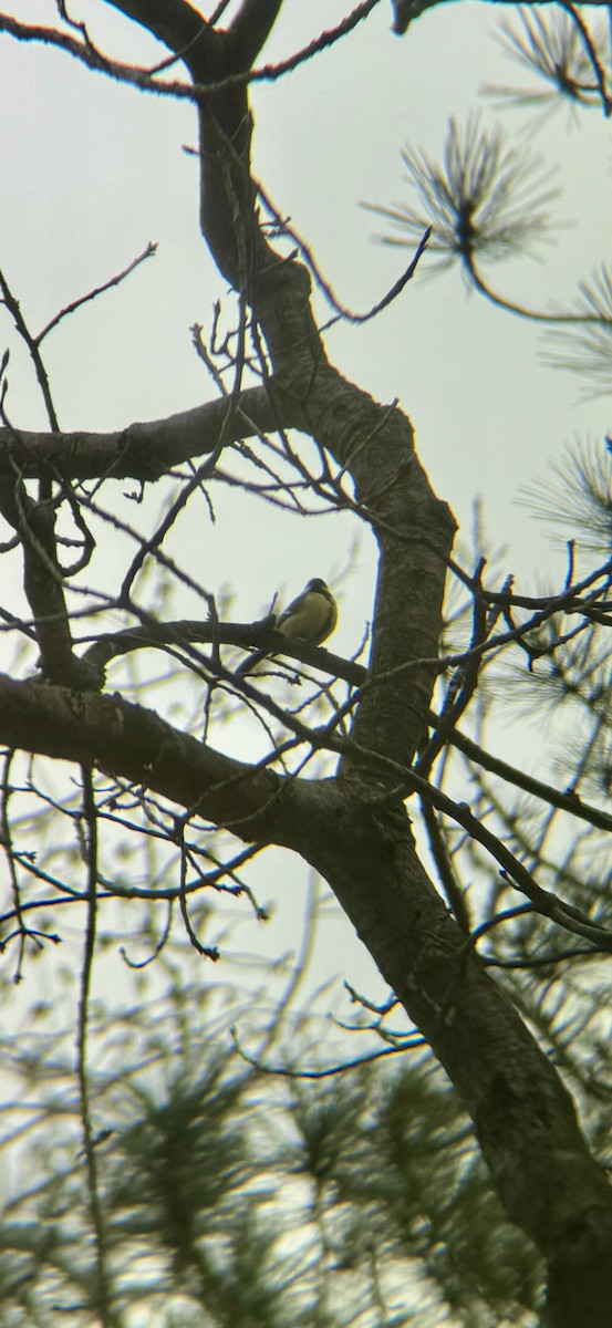 Büyük Baştankara - ML647869403