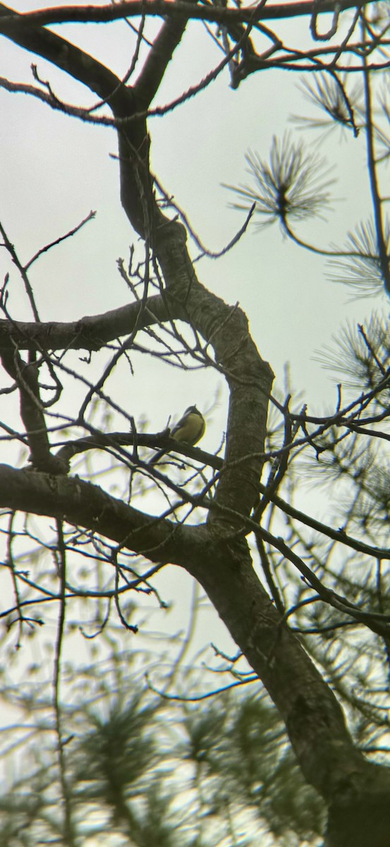 Büyük Baştankara - ML647869404