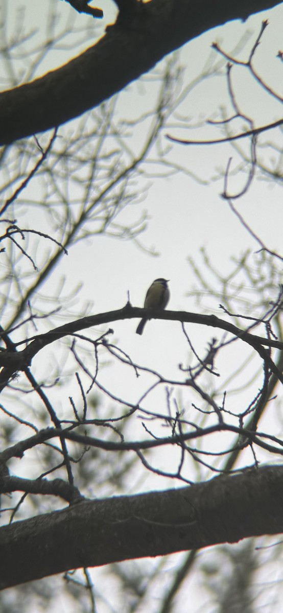 Büyük Baştankara - ML647869405