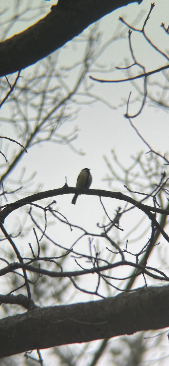 Büyük Baştankara - ML647869406