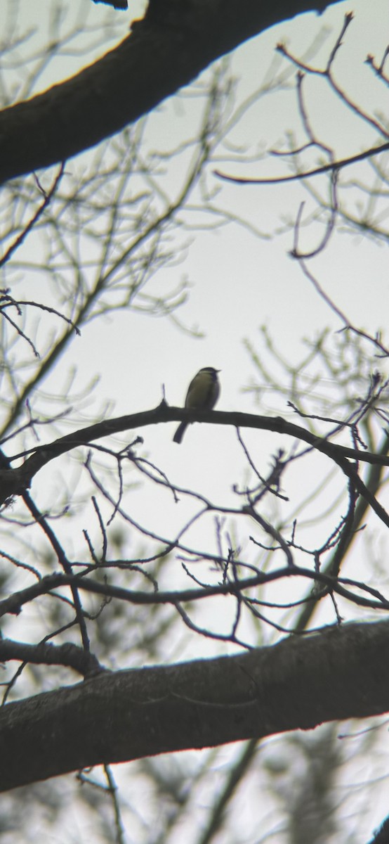 Büyük Baştankara - ML647869407