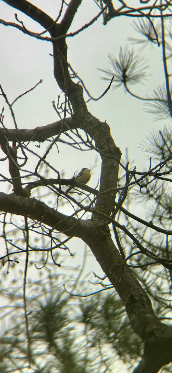 Büyük Baştankara - ML647869408