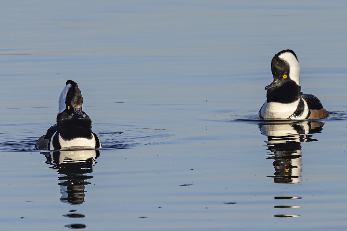 Başlıklı Tarakdiş - ML647869412