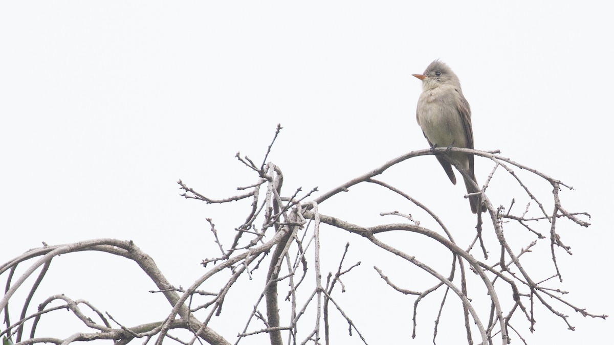 Jose Maria Pivisi - ML647869414