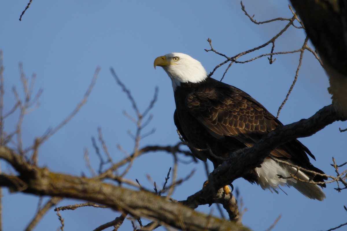 Ak Başlı Kartal - ML647869416