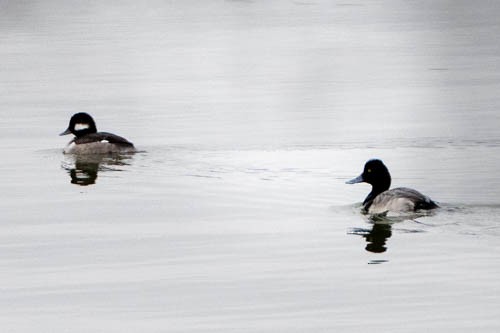 Morbaş Patka - ML647869418