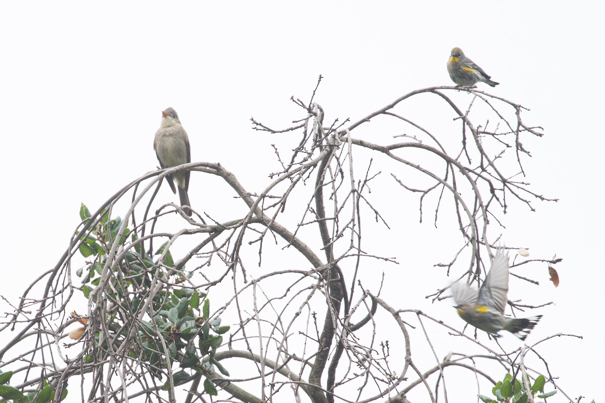 Pibí Tengofrío - ML647869421