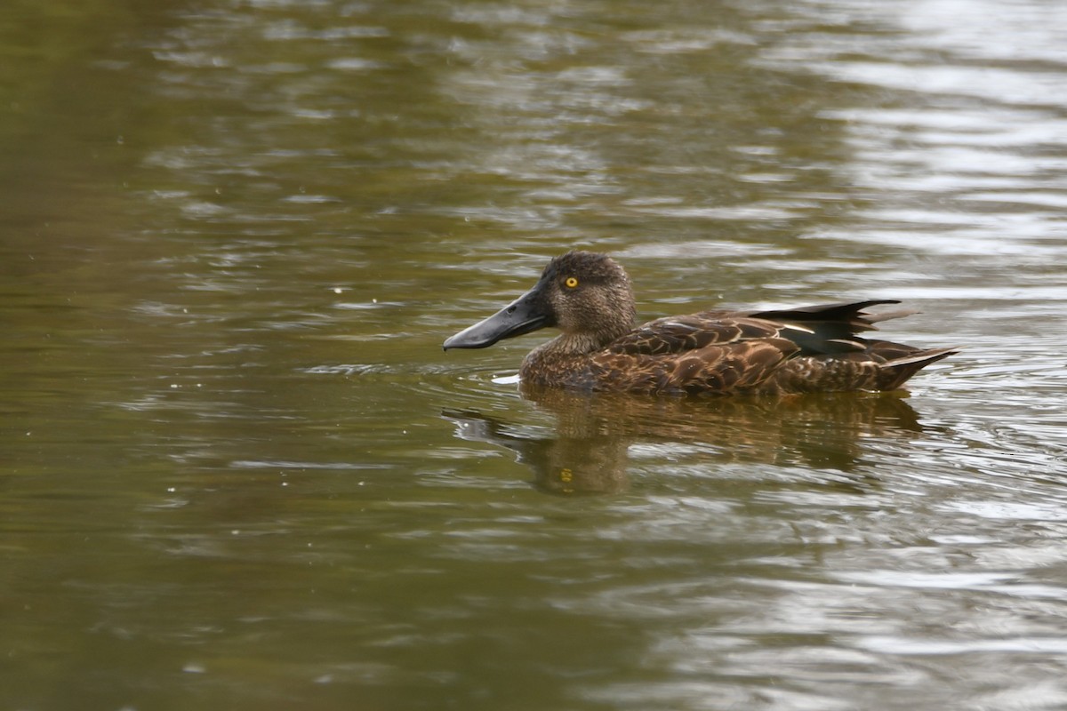 Australasian Shoveler - ML647869443