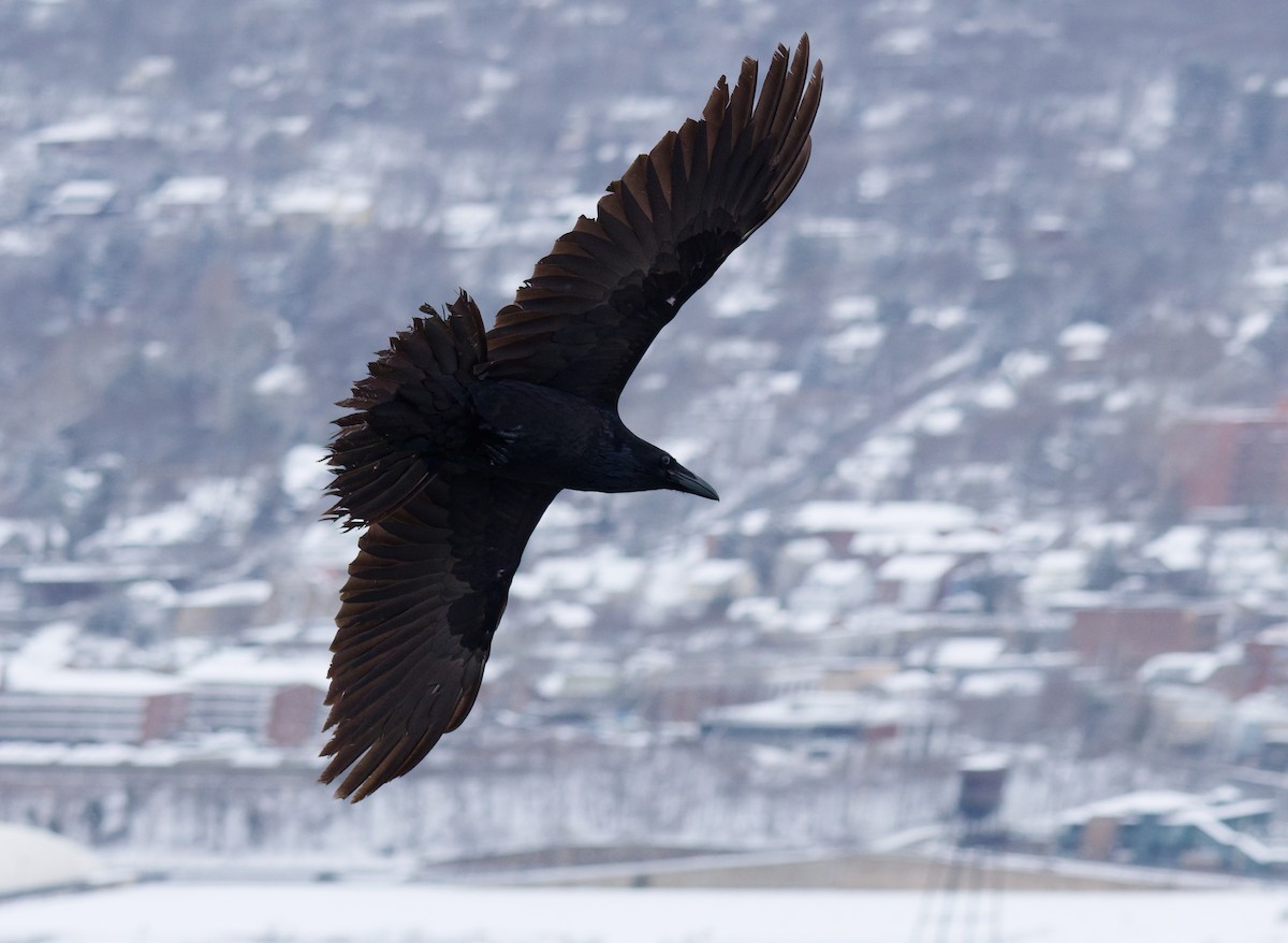Common Raven - ML647869447